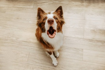 遊びたいの？怒ってるの？犬の吠えている鳴き声をAIで解読する試み