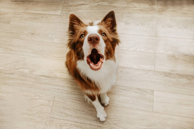 遊びたいの?怒ってるの?犬の吠えている鳴き声をAIで解読する試み