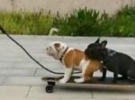 スケボーで楽しそうに走る２匹の犬。 しかし１匹が降りた直後にハプニングが！