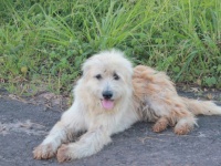 4年間、同じ場所で飼い主を待ち続けた犬。SNSのおかげで飼い主と再会するも、意外な結末に!?（タイ）