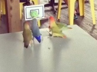 今インコのバスケットボールが熱い！華麗なシュートをキメるコザクラインコたち