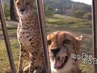 チーターもイエネコみたいにニャオニャオ鳴く。ただしハスキーボイス