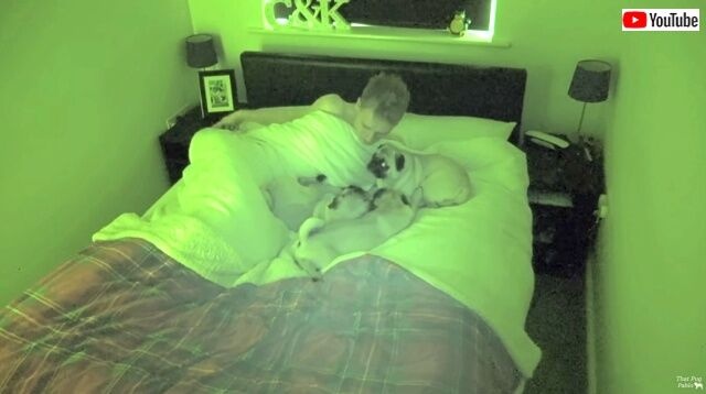 pugs10_640