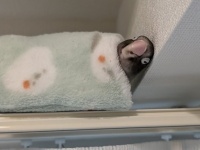 天井スレスレの〝別荘〟で眠るインコに2.5万人ホッコリ　でも何故そこに？飼い主に聞くと...