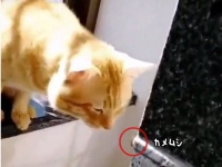 フレーメン反応ってレベルじゃない！猫がカメムシのニオイを嗅いだ瞬間の反応