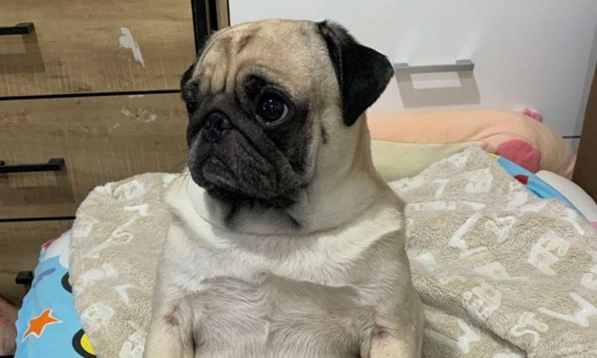 テレビ慣れしている？(写真はムー＠Mu_777yoroさんのツイートより、編集部でトリミング加工)