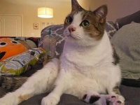 施設から引き取った老猫は映画鑑賞が大好き。共通の趣味で意気投合