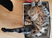 猫が箱にぴったりフィットしていたのでコラ職人がんばる