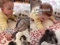 今度はあなたの番。子猫と人間の赤ちゃんを平等にかわいがる母猫