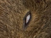 「人間の専売特許と思ってた」「心配しちゃう」　動物園で激写された〝衝撃的寝顔〟に1.6万人驚がく