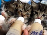 見てよし、聞いて良し。生まれたばかりの子猫、三匹揃ってミルクちゅうちゅう。