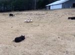 見事な連携。 ３匹の犬たちが完璧な位置どりでアヒルたちを誘導。