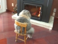 あまりにも長くいすぎたようだ。人化が進む動物たちの19の所作