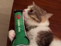 ちょっとどうしちゃったのかな？と突っ込まずにはいられない、猫たちのポーズ総集編