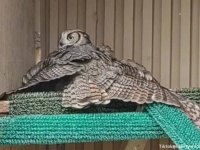 かえるはずのない無精卵をあたため続けていたフクロウ、孤児のヒナが託され深い絆で結ばれる