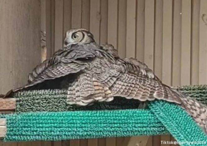 かえるはずのない無精卵をあたため続けていたフクロウ、孤児のヒナが託され深い絆で結ばれる