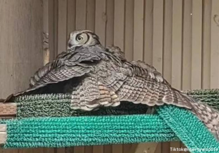 かえるはずのない無精卵をあたため続けていたフクロウ、孤児のヒナが託され深い絆で結ばれる