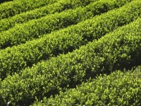 静岡といえば茶畑（画像はイメージ）