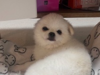 あれ？ワンちゃん……じゃなくてアザラシ？寝起き姿がとてもキュートな写真が話題！