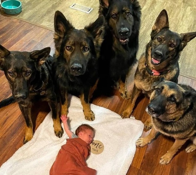 最強のボディーガードに！5匹のジャーマン・シェパード＋1匹に囲まれて育った女の子が深い絆を結ぶ