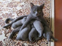 どの子もみんな宝物。猫母さんたちの子育て奮闘記