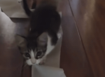 止めたくても止められないほどハマっちゃう！トイレットペーパーで遊ぶ子猫達