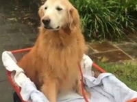 これでまたお散歩できるよ。足腰の弱った愛犬のためにカートをリメイク。