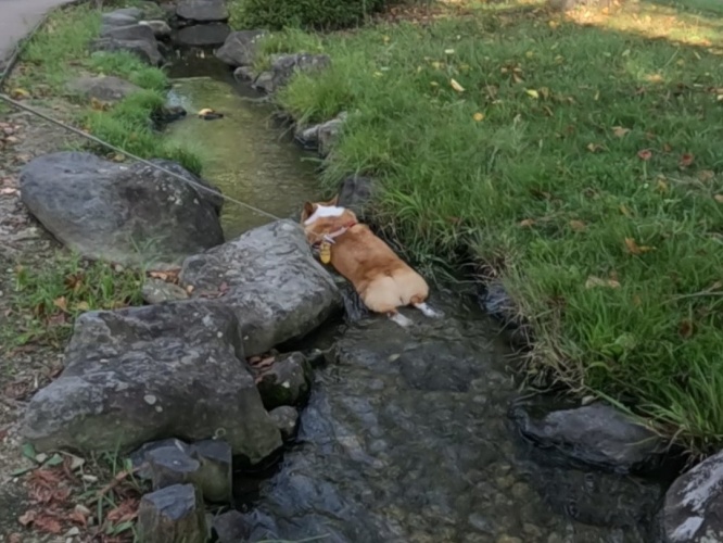 涼の取り方がユニーク！水に浸かるワンちゃんの写真が話題！