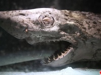 廃墟となった水族館に置き去りにされ、ミイラ化したサメやダイオウイカ