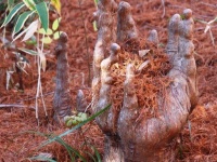 新宿御苑の地面から巨大な〝手〟が！？　衝撃光景にSNS驚がく「すげえな」「こんなんホラーじゃん」