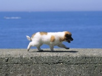 11月11日は犬の日☆　ソフトバンクの「かざして募金」で犬を助けるとデジタルフォトフレームがもらえる！