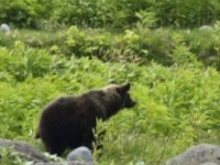 北海道の公式Xより
