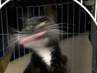 猫たちの決定的瞬間？シャッターを押す瞬間に動いちゃったらこうなった！ホラーなにゃんこモンスターズ写真集