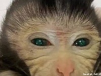 世界初、緑色の目と光る指先を持つサルのキメラが幹細胞から誕生