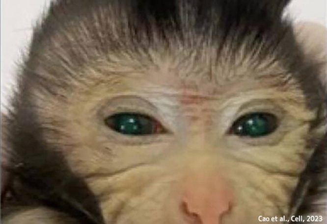 世界初、緑色の目と光る指先を持つサルのキメラが幹細胞から誕生