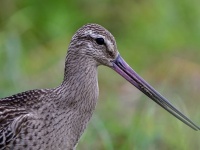 北海道・沖縄間を3往復分、13,560 kmを11日間飛び続けた渡り鳥がギネス世界記録を更新