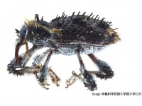 ちょっとかっこいいぞ！沖縄北部と石垣島で新種のゾウムシが発見される