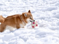 雪が降ると嬉しい？（画像はイメージ）