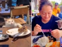 「ねえねえ、一口ちょうだい！」ご飯を分けてくれるようおねだりする猫たち