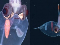 これはかわいい！透明なガラスイカのカモフラージュ術