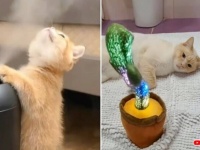 夏も終わるけど、猫だからまあこの所業も仕方ない？いろいろ愉快な猫ズの動画で行く夏を偲ぶ総集編