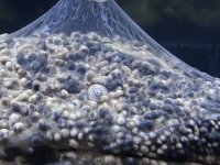 あまりにも縁起良すぎる〝オオサンショウウオ〟にネット驚がく　「どういう現象？！」「何がどうなって...」