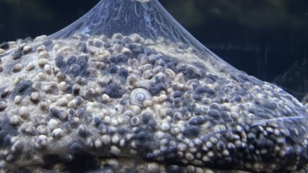 あまりにも縁起良すぎる〝オオサンショウウオ〟にネット驚がく　「どういう現象？！」「何がどうなって...」