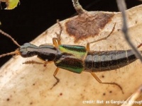 栓抜きのような生殖器をもつ新種の甲虫を発見。ビールにちなんだ名前が付けられる