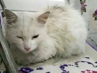 九死に一生猫スペシャル。病院の回転ドアに挟まれ瀕死となっていた猫、人間の救命医に命を救われそのまま家族に（トルコ）