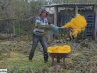 大量すぎて逆にわからない。数千匹を超えるイグアナの餌やりシーン（メキシコ）※イグアナ出演中
