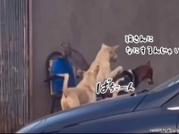 犬のおまわりさん。猫をいじめている犬を取り締まる