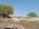 まるで恐竜！　川辺に横たわるクロコダイルにボートで接近すると…