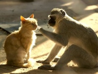 傷ついたサルと野良猫が出会い、お互いを必要とする素敵な関係性が生まれる