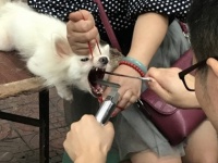 縄で口を開かされた犬、まさに声帯の除去が行われている